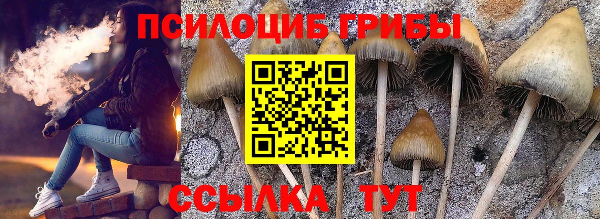 закладки  Псилоцибиновые грибы мицелий  Чехов  Вход с VPN  Псилоцибиновые грибы мухоморы 